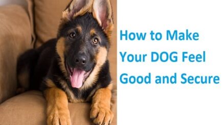 Make Your DOG Feel Good and Secure
