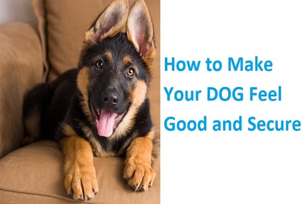 How to Make Your DOG Feel Good and Secure